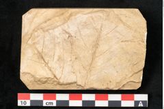 Foto (Detailansicht) von Acer pseudoplatanus L. (NHMW-GEO-2024-0188-11617)